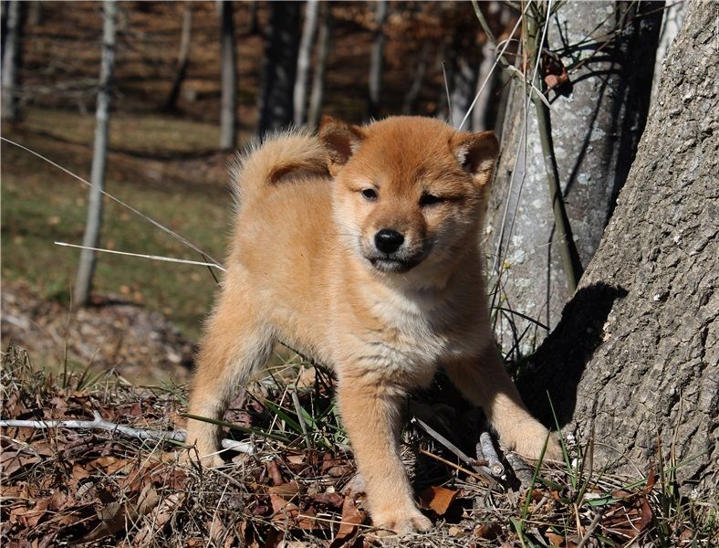Regalo Cuccioli di Shiba inu  in pronta consegna