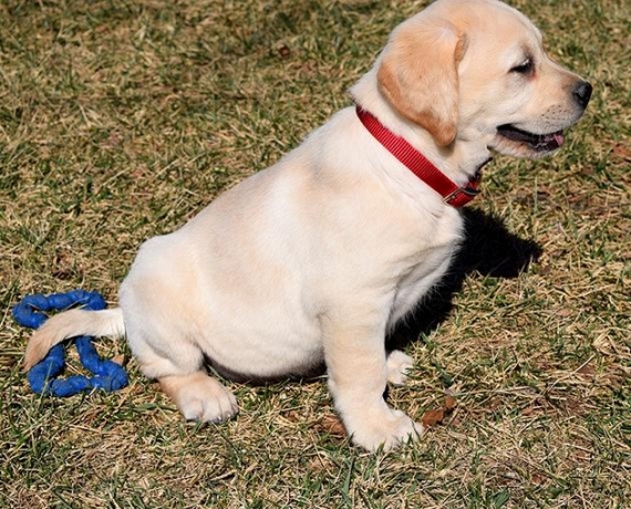 Labrador cuccioli in regalo