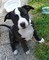 Staffordshire bull terrier cuccioli  Staffordshire bull terrier cuccioli