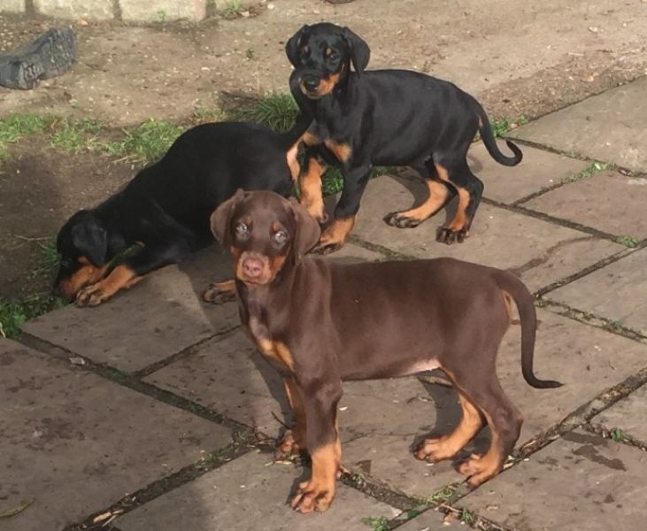  Regalo adorabili cuccioli Dobermann