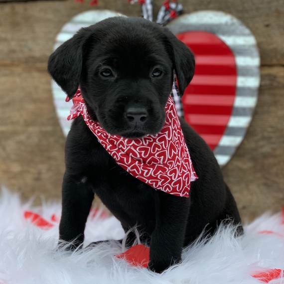 Regalo Labrador Retriever cuccioli introvabili cuccioli di Labrador Retriever intelligenti e dolciss