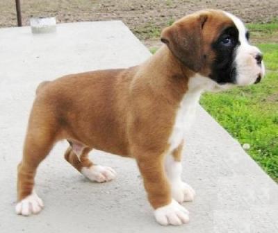 REGALO  disponibili boxer cuccioli