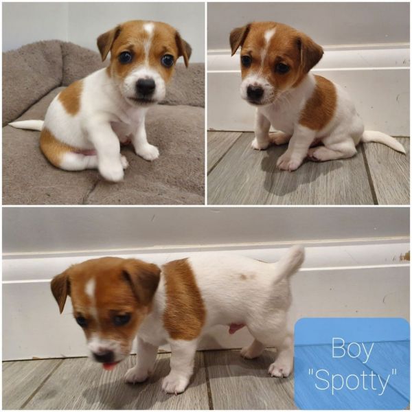 Jack Russell CUCCIOLI