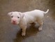 Cuccioli Dogo Argentino