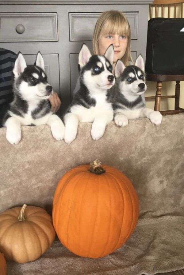 Cuccioli di husky siberiano