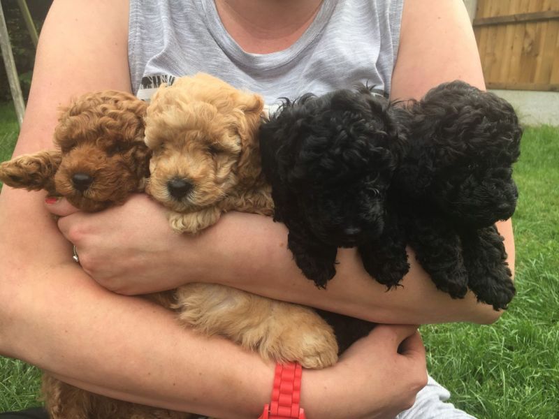 Regalo Barboncino Toy