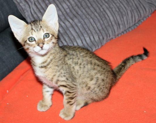  gattini Savannah   ( per regalo )