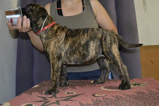 Regalo abbiamo cuccioli di bullmastiff