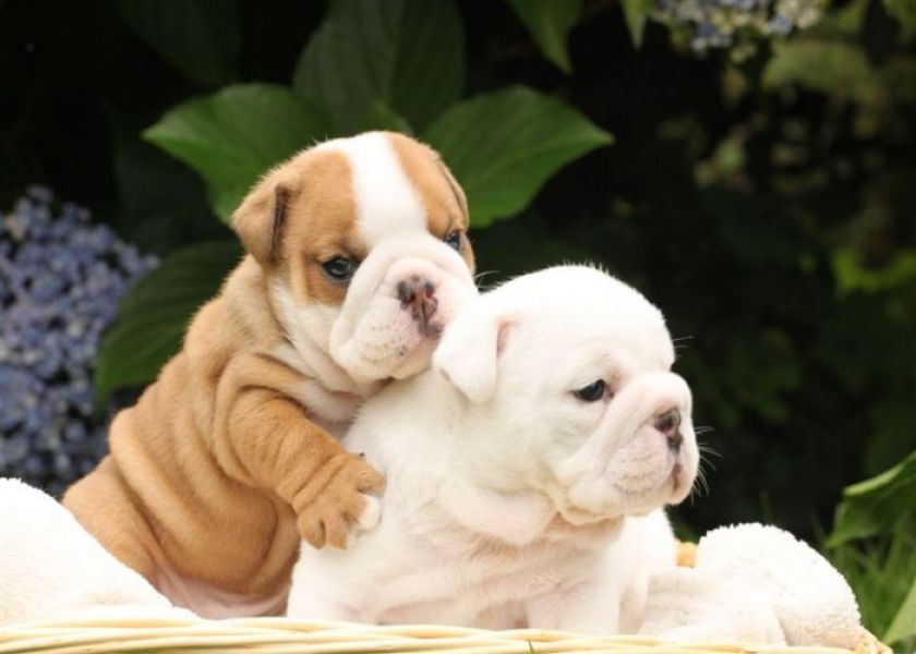   regalo cuccioli di bulldog inglese disponibili per l'adozione