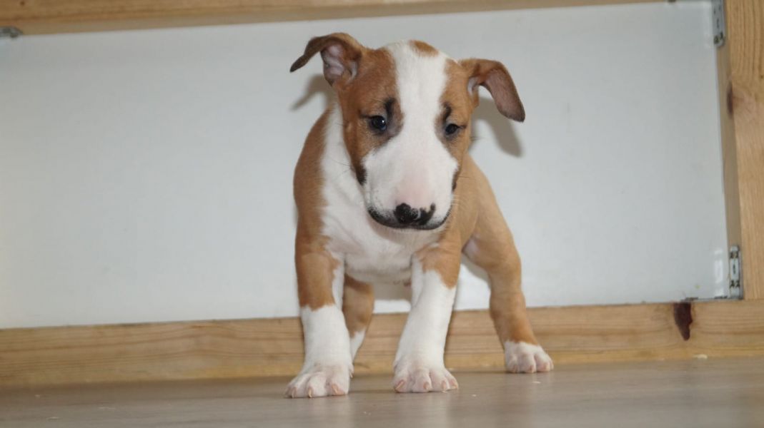  cuccioli di bull terrier  per adozione ( maschio e femmina )