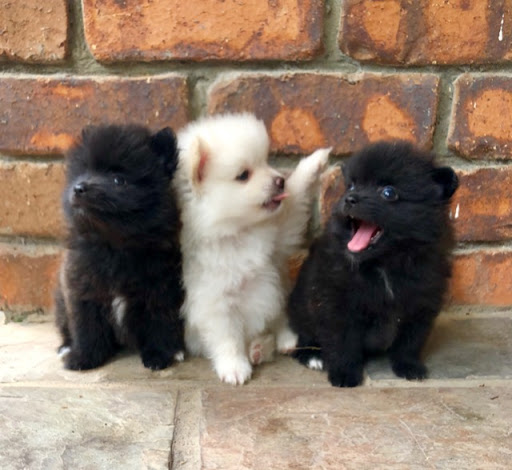 Regalo Volpini cuccioli di pomerania Piccoli