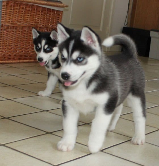  cuccioli di Sibarian husky  per adozione ( maschio e femmina )