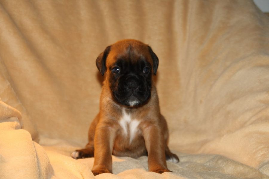 Cuccioli di Boxer ( per regalo )