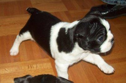 Disponibili bellissimi cuccioli di Boston terrier