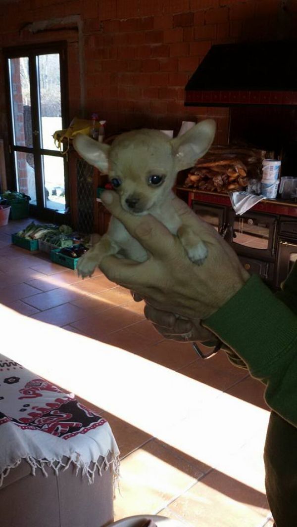  Cuccioli di Chihuahua
