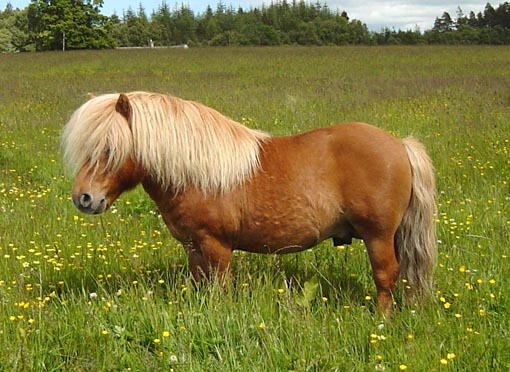  R!E!G!A!L!O! cavallo Shetland pony , 1  anni , alla ricerca di un nuovo fantino . Ottimo carattere,
