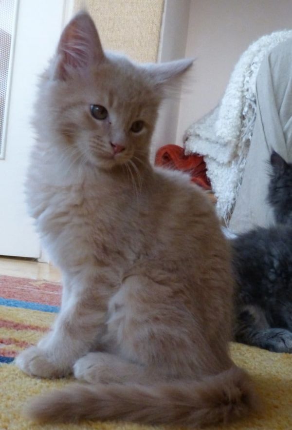  gattini main coon per adozione per adozione ( maschio e femmina )