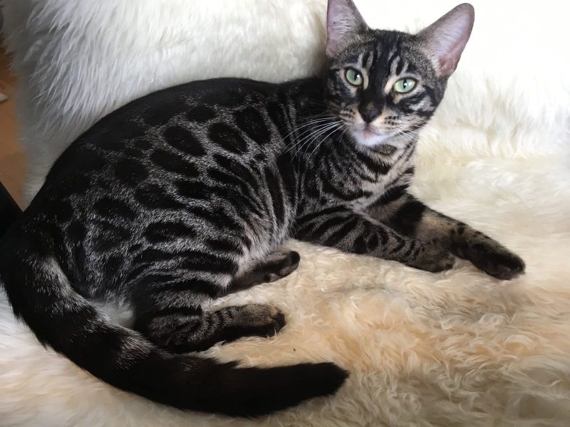 Voglio ri-casa il mio Bengala gattini  di pura razza 