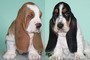 Cuccioli di bassethound disponibili