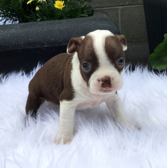 REGALO Cuccioli Boston terrier