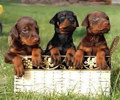 Regalo adorabili cuccioli Dobermann femminucce e maschietti disponibili gratuita