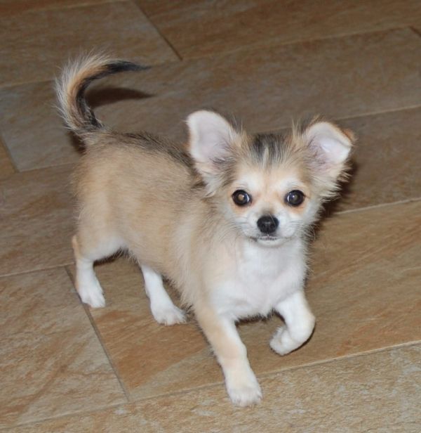  cuccioli di chihuahua  ( per regalo )