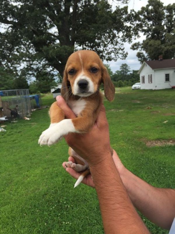 REGALO Cuccioli dolce e bella Beagle