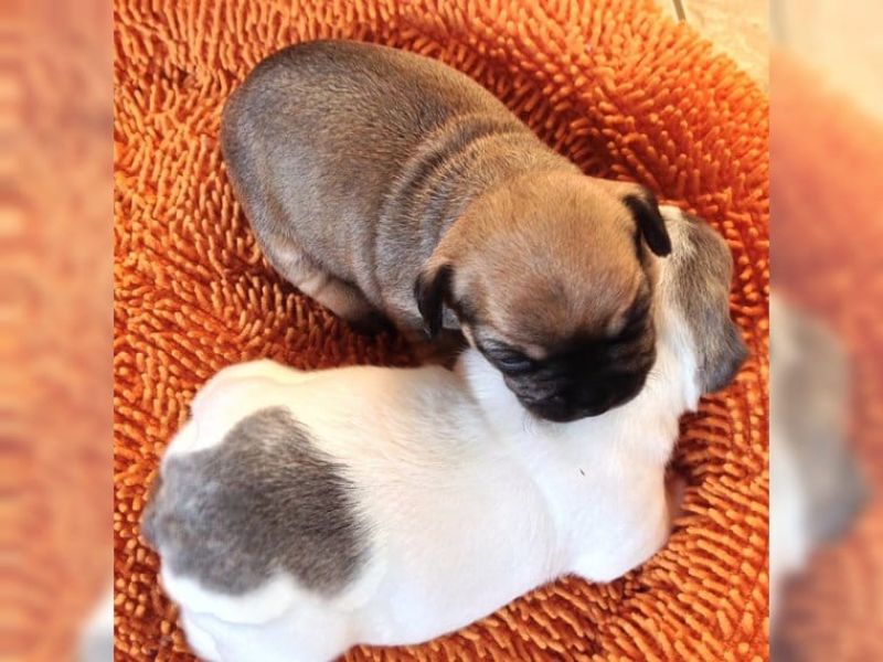  cuccioli di Bulldog Francese per adozione ( regalo  )