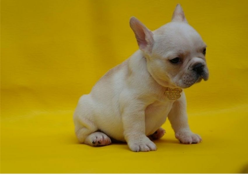 Regalo Cuccioli di Cane a Bulldog Francese