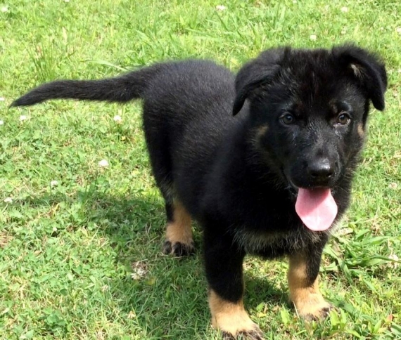 REGALO Cuccioli pastore tedesco