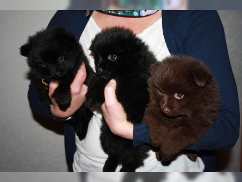 Regalo Cuccioli di volpino di pomerania