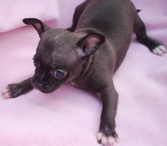 Regalo cuccioli di chihuahua Mini toy