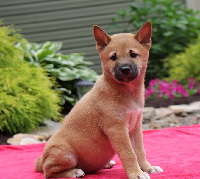 Shiba inu cuccioli