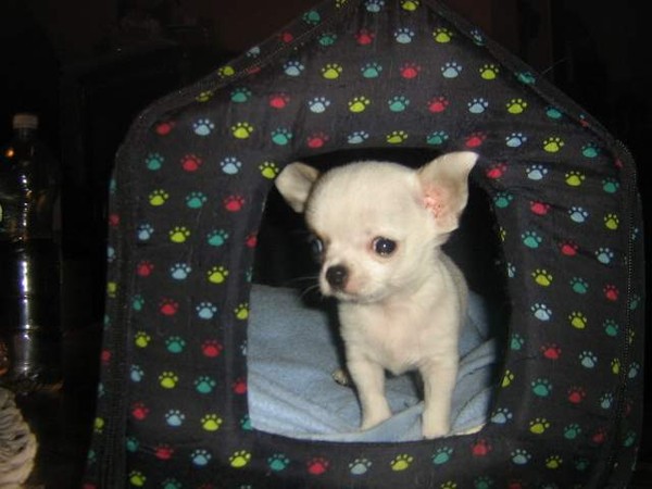 Chihuahua Cani