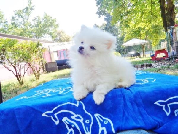 Mini cuccioli di toy te cup Cuccioli di Volpino Pomerania