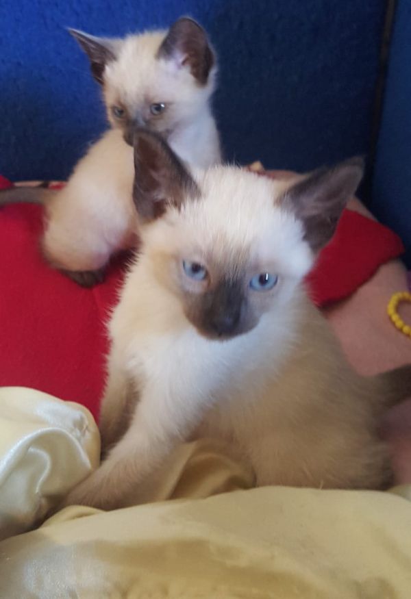 Siamese kitten  per adozione ( maschio e femmina )
