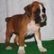Cuccioli di Boxer maschi e femmine, fulvi o tigrati.  cuccioli di Boxer maschi e femmine, fulvi o ti