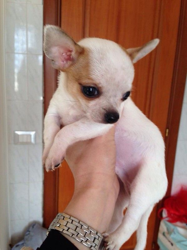 Chihuahua toy