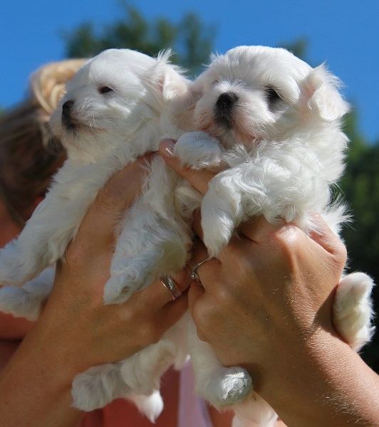 Delicatamente e adorabili cuccioli di Maltese femminucce e maschietti disponibil