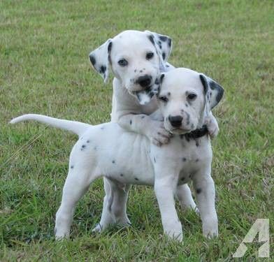 Cucciolo di Dalmata allevamento riconosciuto ENCI/FCI - Cucciolata 
