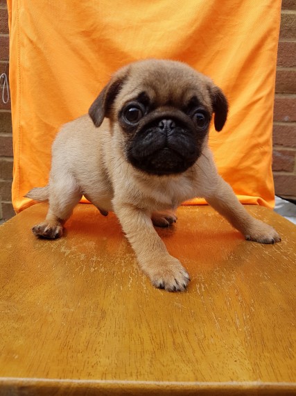 Regalo Cuccioli di Carlino
