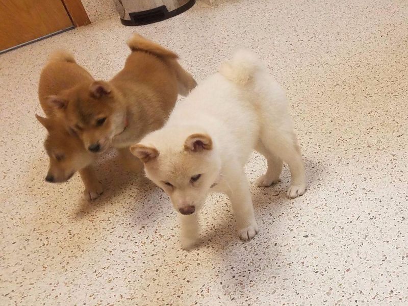 Charme, fedele e sicuro adorabili cuccioli di Shiba Inu