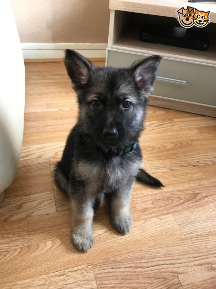 Regalo cuccioli pastore tedesco