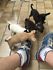 @@REGALO CHIHUAHUA DISPONIBILI SIA MASCHIETTI CHE FEMMINUCCE@@  Regalo chihuahua mini toy tutti miei