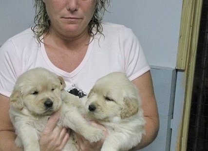 Cuccioli di golden retriever  per adozione ( regalo  )