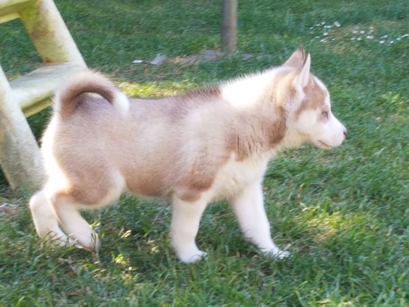 Cuccioli di Husky siberiano