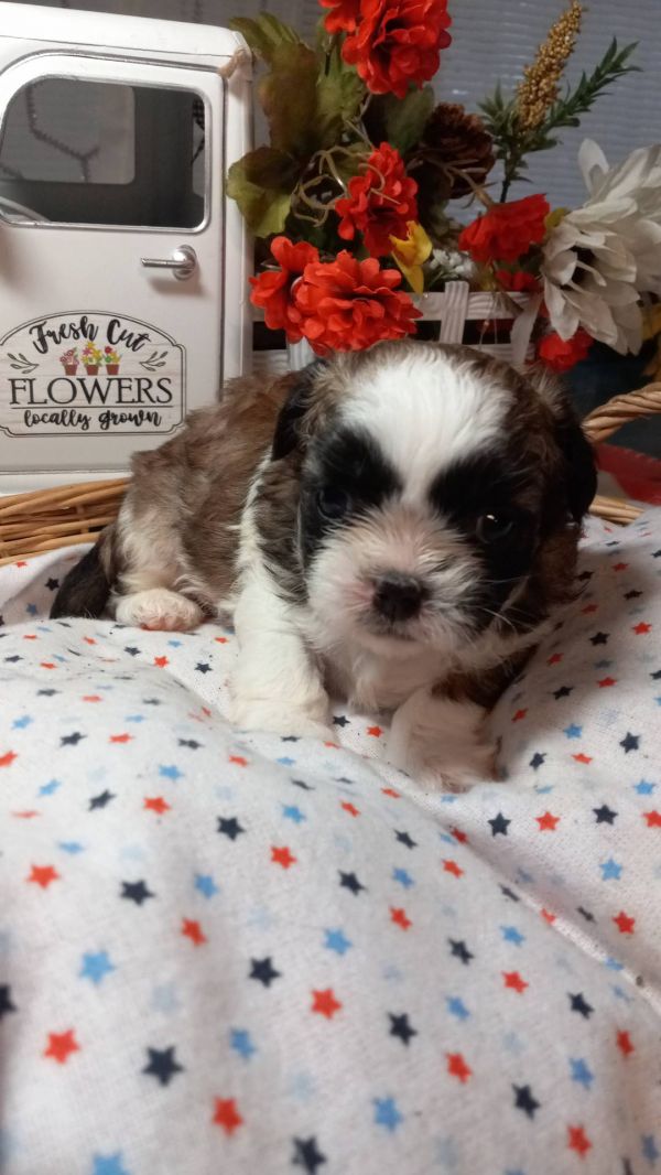   Regalo cuccioli di shitzu E-MAIL  (marieiris783@gmail.com) Grazi