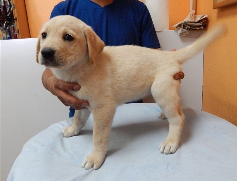 Bello Labrador , Maschio e femmina,
