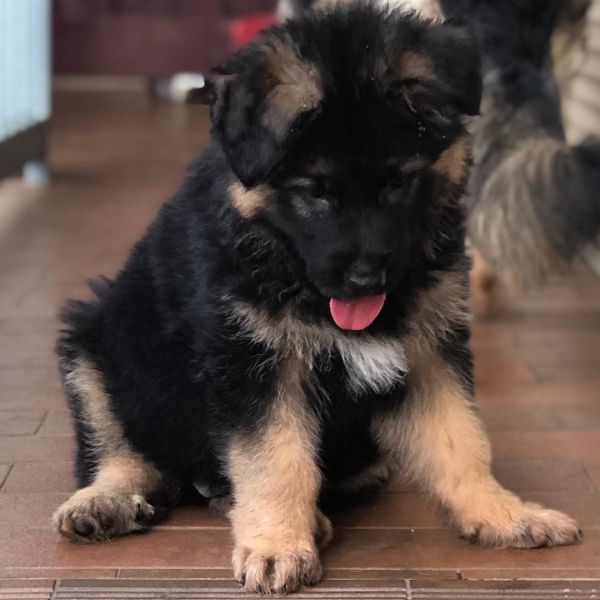 Male and female German Shepard puppies