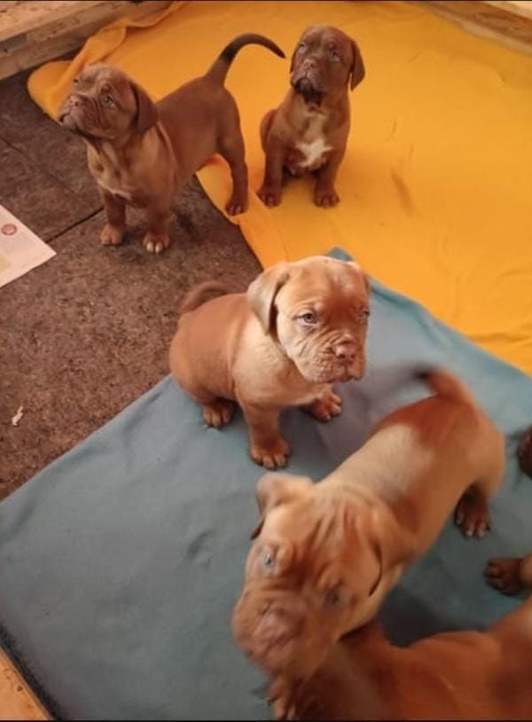 Regalo Cuccioli di dogue de bordeaux